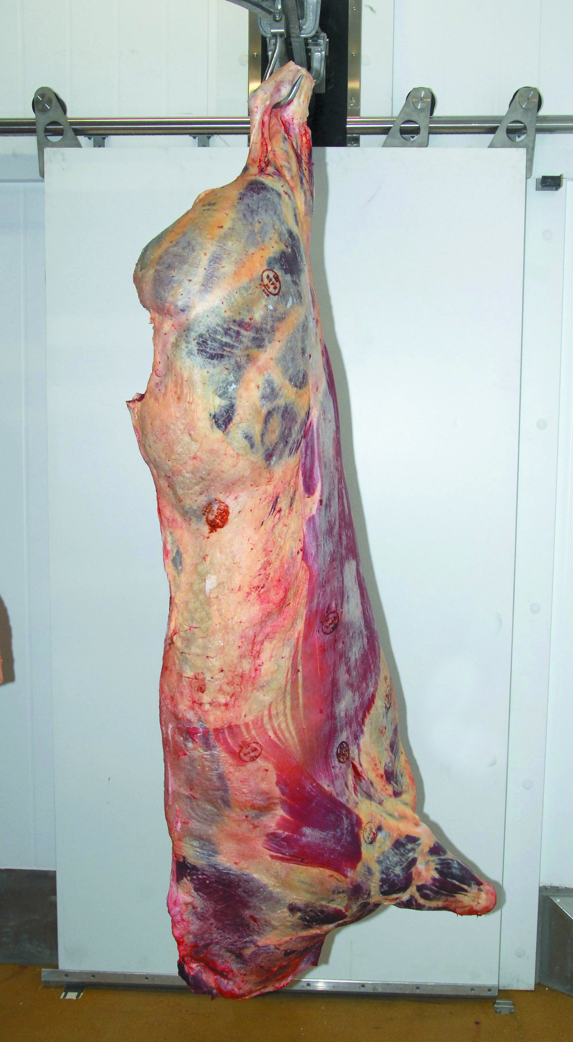 Cow carcase showing good conformation. 